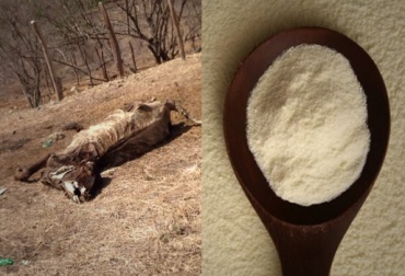 Los productores piden que no se abra la puerta a la importación de leche en polvo, ya que serían aún más crítica la situación. Foto: CONtexto Ganadero. fenómeno del niño
