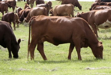 Hacer mucha observación y tratar de evitar que los daños generados en los pastos no sean extremos, es lo primordial. Foto: CONtexto Ganadero. Ganado comiendo pasto plagas en los pastos