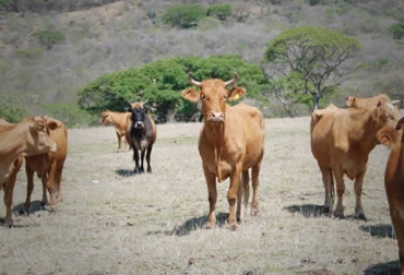 El Fenómeno de El Niño comenzará en julio próximo, según el Ideam. Foto: CONtexto Ganadero. enfermedades bovinos