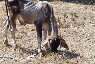 Sin pastos verdes el ganado está en riesgo de muerte, a menos que el productor tenga reserva de silos o heno. Foto: CONtexto Ganadero. sequía Colombia