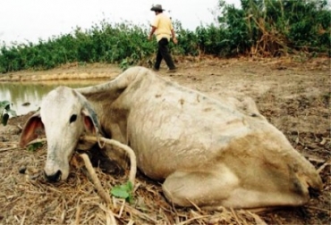 La sequía, en varias ocasiones, ha generado la muerte de reses en el país. Foto: CONtexto Ganadero. Ganaderos sin agua