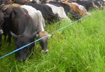 Los sistemas arbóreos en la ganadería contribuyen con la conservación del ecosistema. Foto: CONtexto Ganadero. Ganadería Colombiana Sostenible