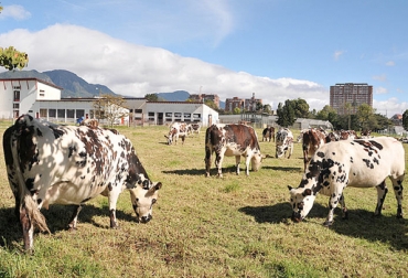 Quienes han implementado esta práctica en sus hatos indican que los resultados se dan si hay rigurosidad. Foto: www.agenciadenoticias.unal.edu.co. Homeopatía en vacas