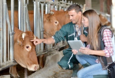 Cuando se detecte cólico en el animal, es necesario que sea visto por un veterinario. Foto: EU-xperience. Veterinario bovino.