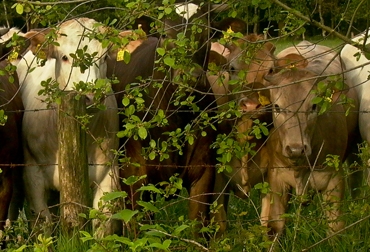 Los hatos de raza pura, holstein, gyr, entre otros, tienen mayor facilidad para producir leche de buena calidad con muy pocas vacas. Foto: Archivo Fedegán. Ganadería sostenible. Foto: Archivo Fedegán.