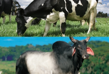 Variedad de clima y diversas razas, así se trabaja en los trópicos alto y bajo. Foto: CONtexto Ganadero. Ganadería de trópico alto y bajo
