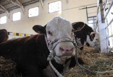 Colombia y Uruguay son países con un gremio ganadero importante y destacado en la región. Foto: AFP Colombia y Uruguay, países con un gremio ganadero importante y destacado en la región