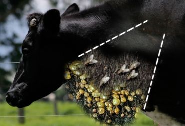 Estos insectos ponen en riesgo la salud de los bovinos, ya que por medio de piquetes transmiten enfermedades que pueden causar la muerte. Foto: CONtexto Ganadero. Moscas y garrapatas