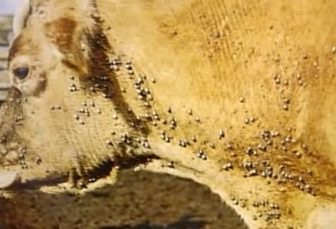 Las garrapatas se convirtieron en un mal de las ganaderías en todo el territorio colombiano. Foto: CONtexto Ganadero. garrapatas vacas