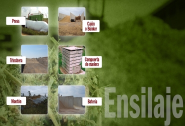 Entre los miles de tipos de silos que existen en el mundo, hacemos un listado de los más utilizados. Foto: CONtexto Ganadero. Silos para la ganadería.