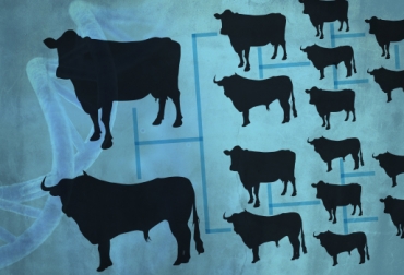 Las vacas madres sobresalientes heredan a sus crías el potencial genético de la raza. Foto: CONtexto Ganadero. vacas brahman