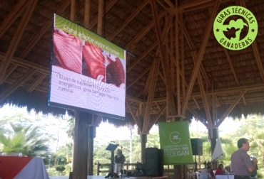 Durante la gira se busca darle a conocer a los asistentes métodos para que la alimentación y nutrición de los animales sea productiva y rentable. Foto: Fedegán-FNG. Gira Técnica Ganadera
