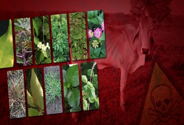 Una de las recomendaciones es evitar el sobrepastoreo para impedir el crecimiento de plantas tóxicas. Foto: CONtexto ganadero. Plantas tóxicas para ganado