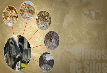 Es necesario que el silo de maíz cumpla con niveles de calidad nutricional e inocuidad. Foto: Fedegán-FNG. Clases de Silos