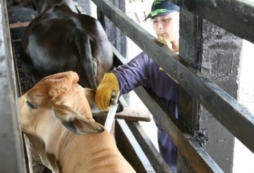 En 2012 se logró una cobertura del 93,8% de los predios. Foto: CONtexto Ganadero Ciclo de vacunación 2013