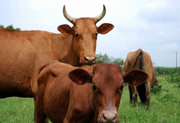 Raza Hartón del Valle - Foto: Universidad Nacional Razas como el Chino Santandereano, el Hartón del Valle, el Costeño con Cuernos y el Casanareño están condenadas a desaparecer
