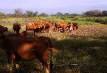 La raza Hartón del Valle es favorable para el sector lácteo porque para producir un litro de leche con esta raza se deben invertir $450 frente a los $50 con otras especies. Foto: CONtexto Ganadero. Entidades se unen para conservar el Hartón del Valle en el país