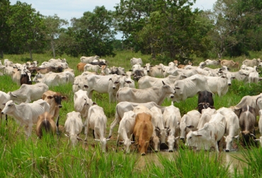 En Colombia prevalecen 5 enfermedades reproductivas. Foto: CONtexto Ganadero. enfermedades reproductivas