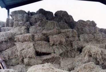 En la actualidad, cerca de 60 productores bovinos acceden a una paca de heno por $3.500, la cual pesa entre 12 y 14 kilos. Foto: Fedegán. heno verano colombia