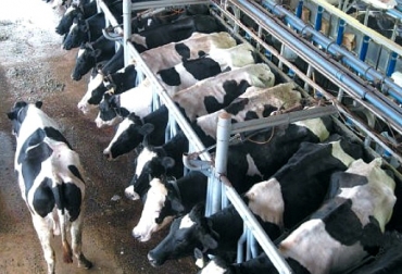 A través de un sistema de bajo costo se podrían controlar las variables meteorológicas, de temperatura y humedad relativa, previas al ordeño. Foto: Cortesía - Peruláctea. Ganado holstein estabulado