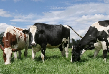 Durante 5 años, 2.4 millones de reses fueron evaluadas por los expertos para obtener el resultado. Foto: Fedegán. Ganado holstein