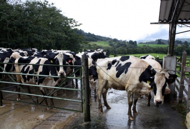 Los productores señalaron varias problemáticas que aquejan la lechería del país. Foto: Unimedios. Lecheros de Colombia