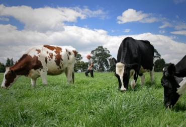 Fedegán promueve prácticas de Bienestar Animal para aumentar la productividad ganadera. Foto: CONtexto Ganadero. Bienestar Animal