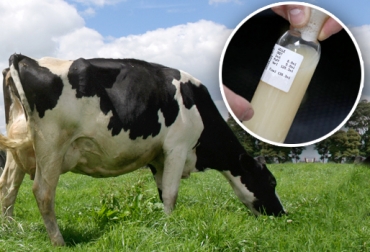El ganado holstein se concentra en Antioquia y el Altiplano Cundiboyacense de Colombia. Foto: CONtexto Ganadero. mejoramiento genético ganado holstein