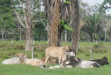 Con el ingreso ilegal de animales se pone en riesgo el estatus sanitario que ostenta Colombia. Foto: ICA. Ganadería Colombia