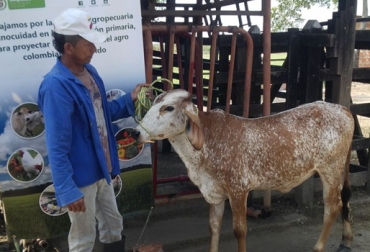 El ICA hace un llamado a los ganaderos de la región para que se vinculen al programa y obtengan mayores beneficios. Foto: ICA. programa identifica ica