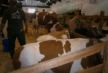 La Exposición Nacional Ganadera se realiza en Corferias hasta el 20 de julio. Foto: CONtexto Ganadero. Exposición Nacional Ganadera