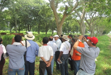 Manejo de potreros y finca modelo para pequeños ganaderos, guinea mejorada de variedad Corpoica y razas criollas entre los temas abordados. Foto: Corpoica. fedegán sequía