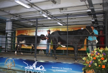 En total, se remataron 70 lotes de 25 ganaderías productoras de Gyr y cruces F1. Foto: Asocebú. remate de Los Tesoros del Gyr e Invitados