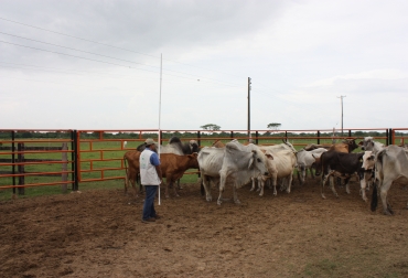 Las capacitaciones se han venido haciendo en 5 zonas ganaderas fuertes para diferenciar los indicadores. Foto: Guillermo Alarcón. Bienestar Animal