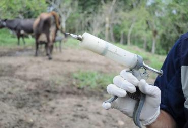 Será el recorrido número XXXI que emprenderá Fedegán - FNG por los predios de Colombia. Foto: CONtexto Ganadero. Aftosa