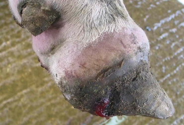 Una inadecuada atención ante un caso de inflamación, puede provocar patologías y hasta la muerte del animal. Foto: http://www.anka.com/noticias/?cat=3. inflamación en vacas