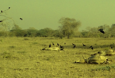 Las cifras reflejan que hasta el pasado 29 de agosto habían muerto 58 mil 946 animales. Foto: CONtexto ganadero. Sequía en Colombia