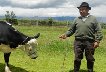 En lo que lleva el programa de existencia, se beneficiaron 1.271 familias. Foto: Fundagán. Impacto positivo 'Una vaca por la paz'