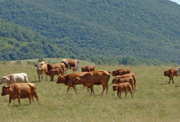 La disponibilidad de pasto en los potreros es la consecuencia de la combinación de varios factores. Foto: CONtexto ganadero Producción de pasto