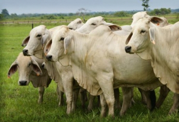La estación de monta es una época del año escogida para la cubrición de las vacas y novillas. Foto: Juan Rafael Restrepo. monta estacional colombia