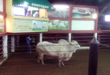 Subasta de ganado comercial en Puerto Boyacá. Foto: William Jesús Buelvas subasta ganadera