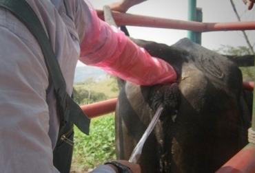 La inseminación artificial bovina se practica en diferentes regiones del país. Puerto Berrío le apuesta fuerte al tema. Foto: Prosegán Colombia. inseminación artificial bovina