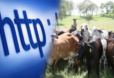 Un nuevo sistema permitirá recoger datos y almacernarlos en internet para que sean de acceso público. Foto: CONtexto Ganadero. internet ayudará a los ganaderos