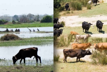 En verano, disminuya carga animal; en invierno, siembre árboles. Foto: CONtexto ganadero. cambio climático colombia