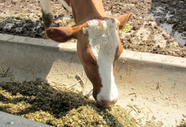 Los ionóforos son dados al animal directamente o mezclados junto a los forrajes. Foto: Perulactea. Ionóforos en rumiantes