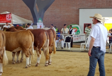 Rozo lleva 15 años evaluando las bondades del hato bovino de Colombia. Foto: CONtexto Ganadero. Juzgamiento de ganado