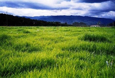 Su bajo costo y tolerancia a la sequía, hace que el kikuyo sea usado como pastura rica en proteína. Foto: Unal. Forrajes para ganado