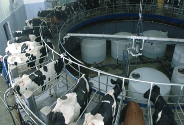 Según el ministro de Comercio, Industria y Turismo, la idea es enfocarse en modernizar y transformar la cadena del sector lácteo. Foto: Archivo. Exportaciones de leche cuentan con ayuda económica de la UE.