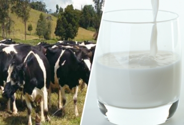 El omega-3 es un ácido graso que evita los problemas cardiovasculares en los humanos. Foto: CONtexto Ganadero. Producen leche con alto contenido de omega-3