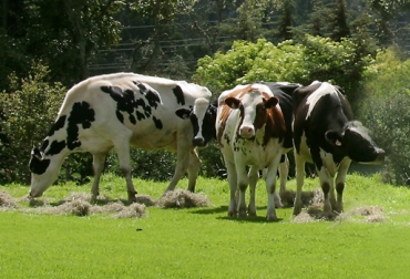 Colombia es el cuarto país de Latinoamérica que más produce leche. Foto: CONtexto Ganadero. grasas vegetales aumentan producción de leche en vacas paridas